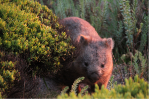 Wombat