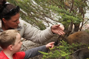 Jo and one of the twins (Matt thinks it's Harry) patting a very friendly Paddymelon.