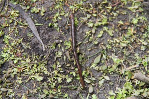 Leeches - Not exactly JO's favourite thing about camping!