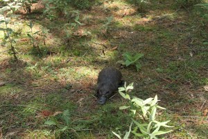 While taking a "short cut" through quite an unused track, we came across a Platypus on the side of the road. Would you ever have imaged?