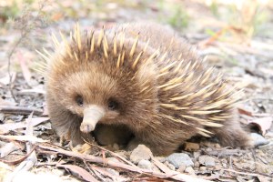 We met this little fella on the side of the road! Unbelievable!