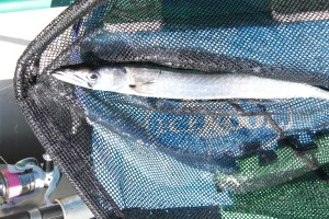 Joey caught her first ever Barracuda near the most Southern Point of Australia.